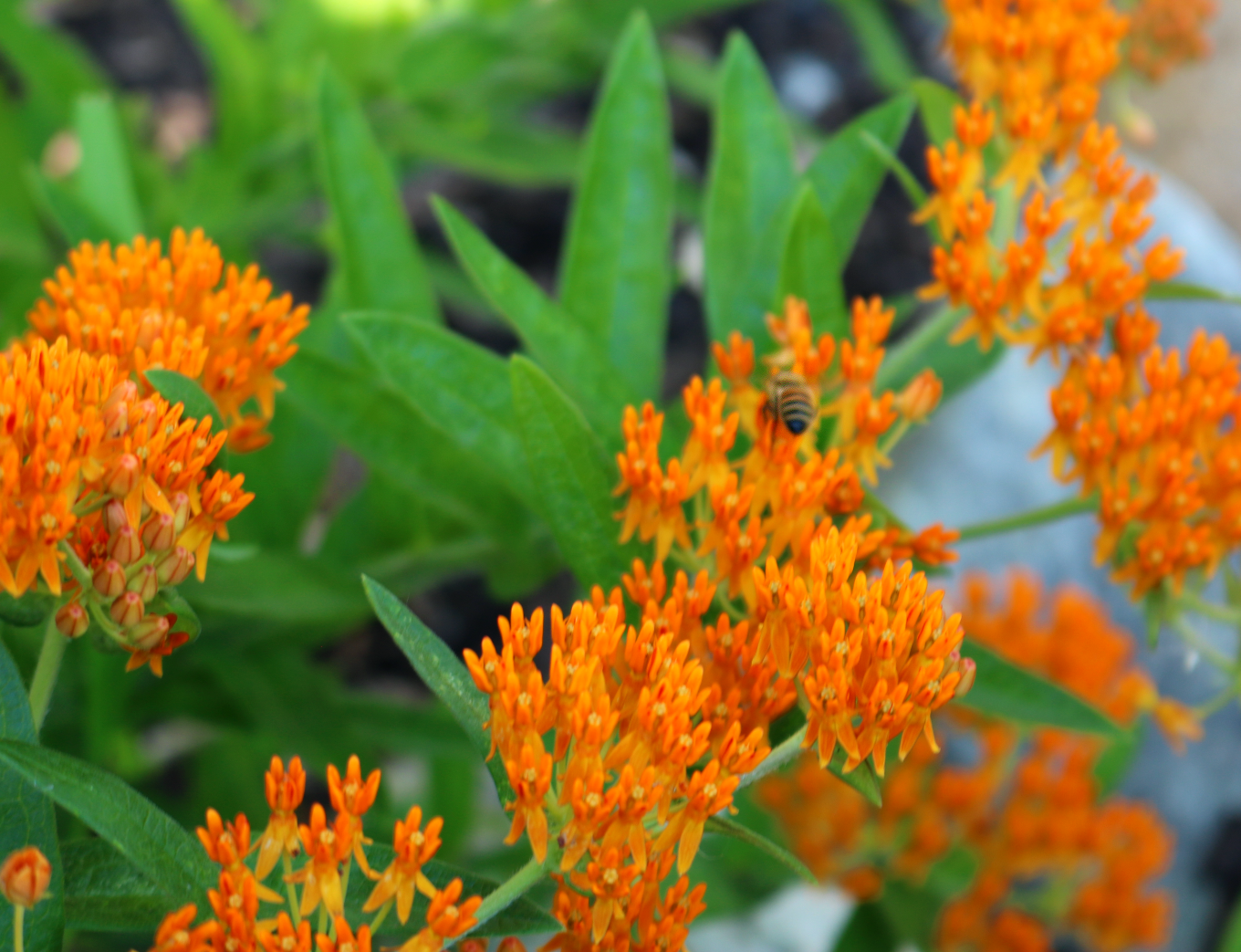 A bee pollinates beautiful orange flowers.